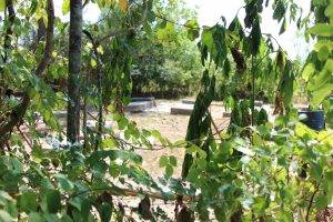 Chapman cemetery in Anahuac Texas