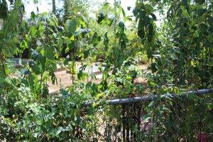 Chapman cemetery in Anahuac Texas