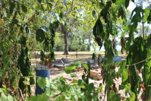 Chapman cemetery in Anahuac Texas