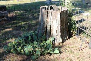 Pleasant Hill Cemetery near New London, TX